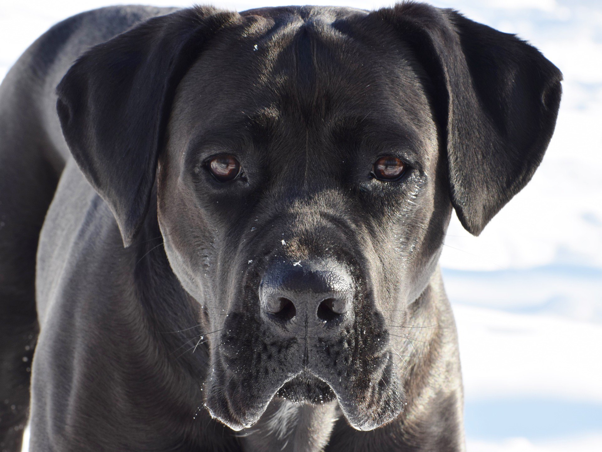 cane corso education