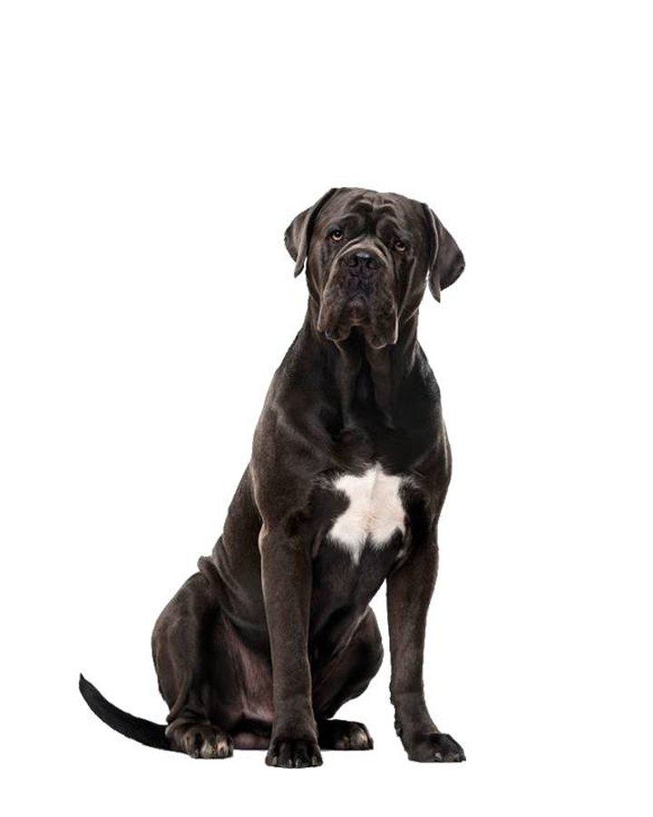 Cane Corso