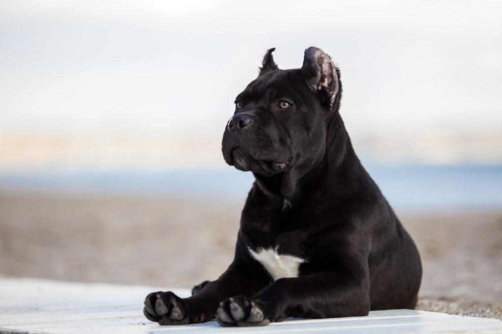 Otectomies Cane Corso