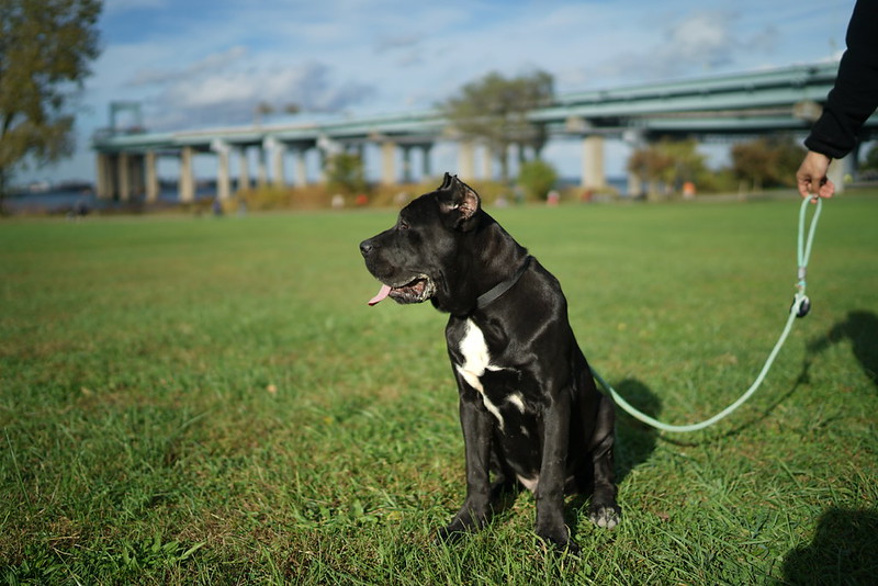 Cane Corso tenu en laisse lors d'une promenade